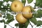 golden pear