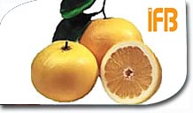 Grapefruit Juice Concentrate