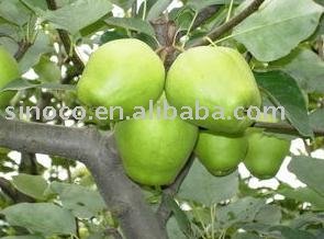 Su pear