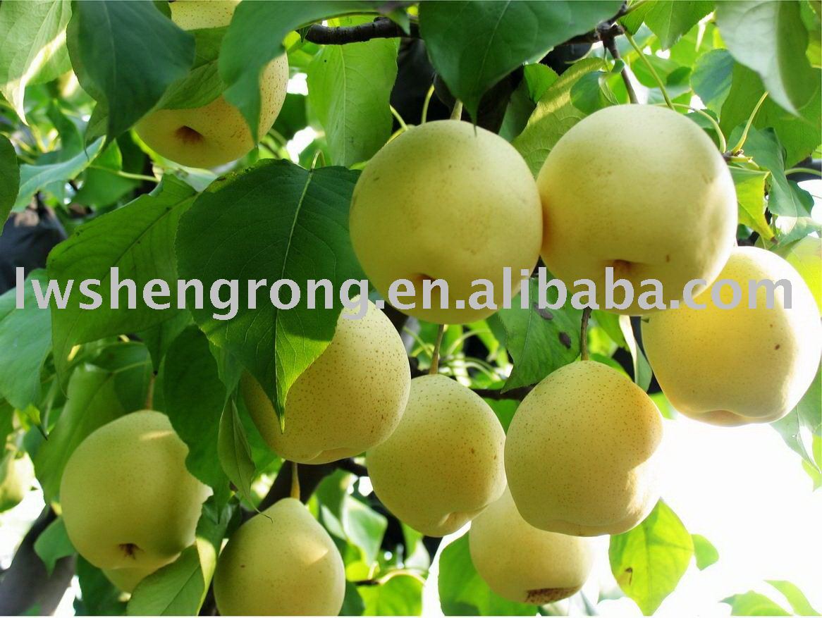 su pear,early su pear