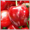 Sour cherry juice concentrate 100% fresh