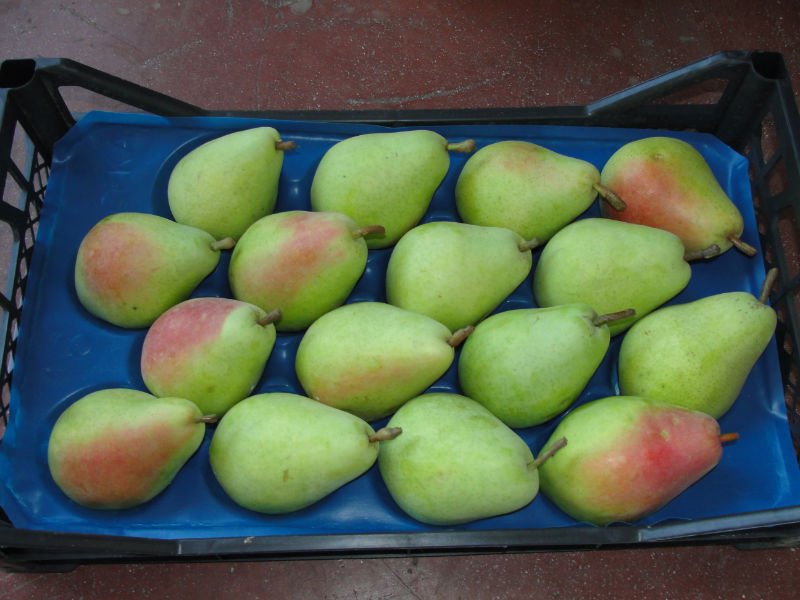 FRESH PEARS FROM TURKEY