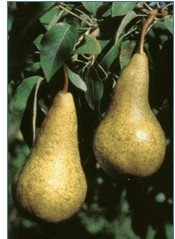 Pears