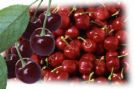 sour cherry   Beverages   concentrate
