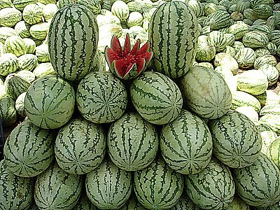 Fresh Melons for sale