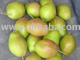 FRESH PEAR FRUITS FOR SALE