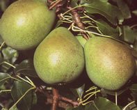 PEARS