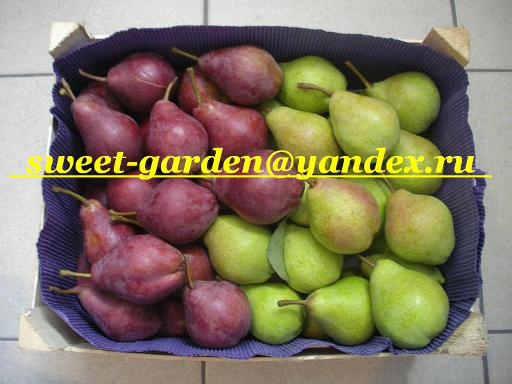 I will sell pears from Poland - big wholesale
