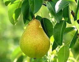 Ya Pear