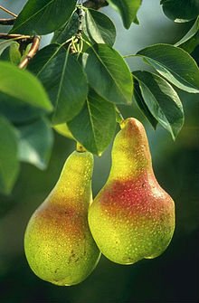 green pear fresh
