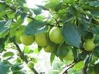  fresh   su   pear 