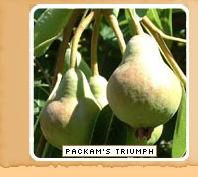 pear