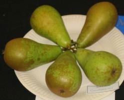  Fengshui   fresh   pear 