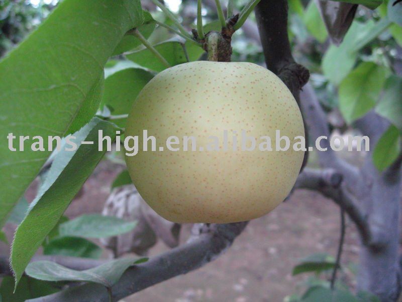 golden pear