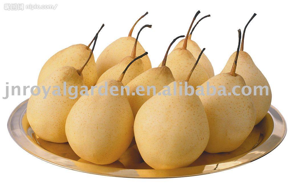 New crop Ya pear from Hebei China