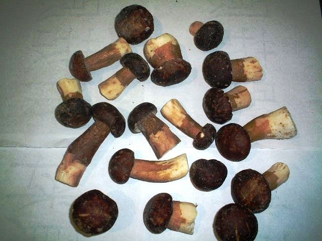 Frozen Boletus Edulis