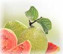 Aseptic or  Frozen   Guava  Juice Concentrated