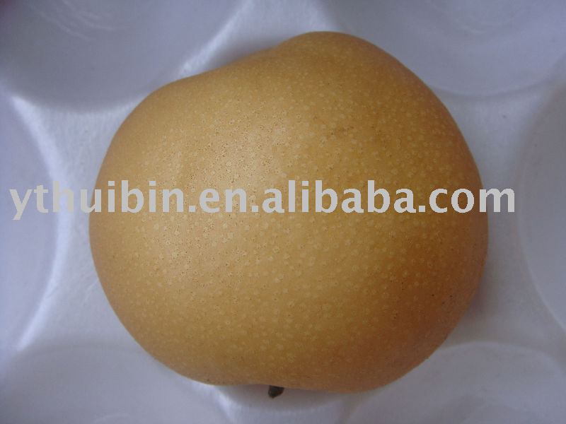 Chinese Singo Pear
