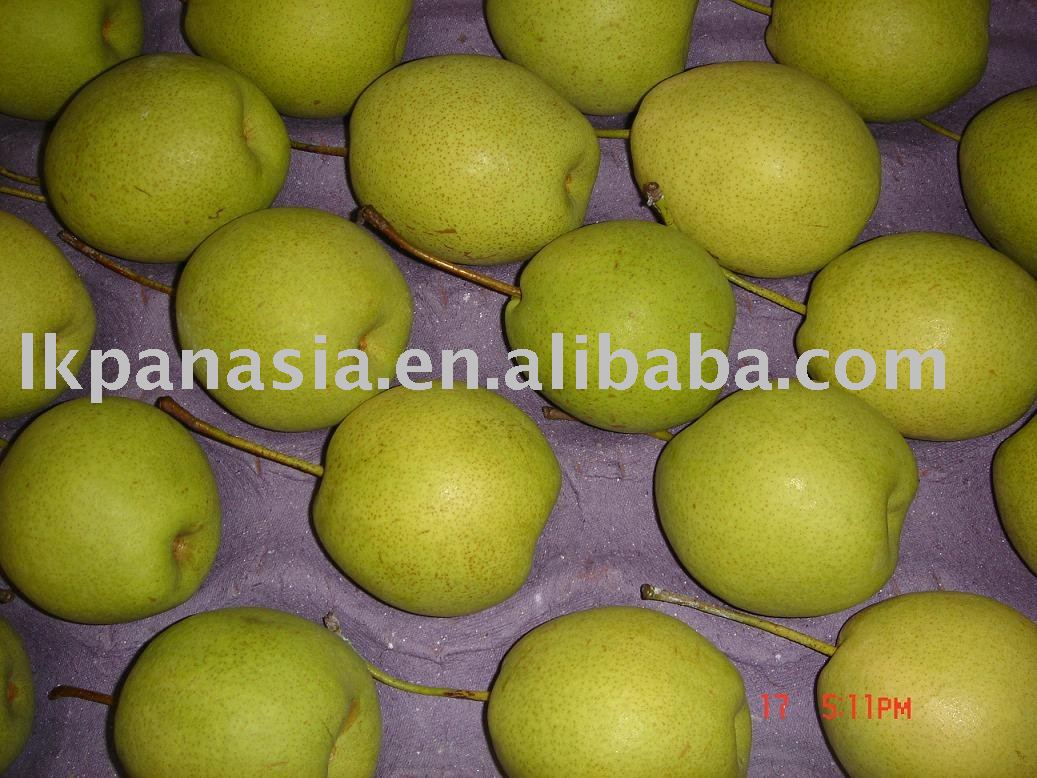 shandong pear