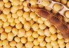 Soybean Seeds
