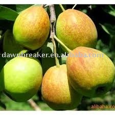 Fragrant Pears from Xinjiang