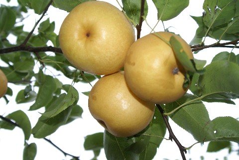 china Golden pear