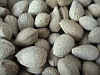 Hard Shelled Almond