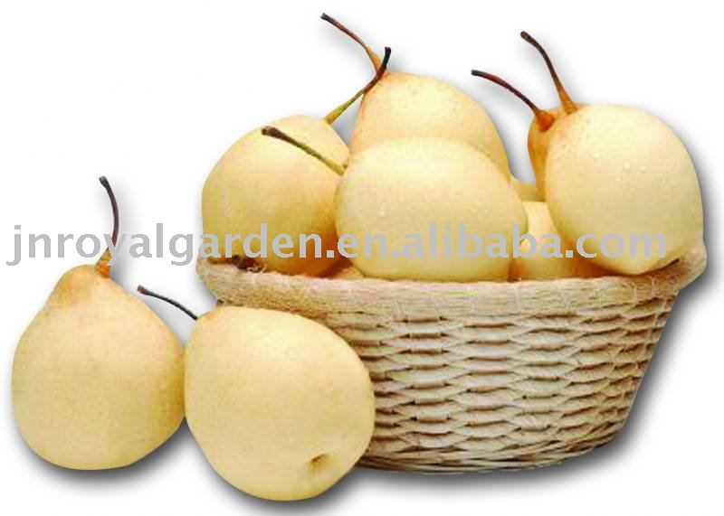 New crop Ya pear
