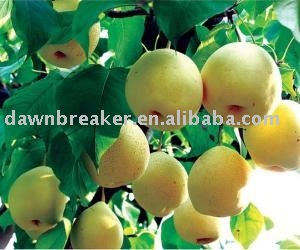 golden  pear  (  fresh   pear  /  asian   pear  )