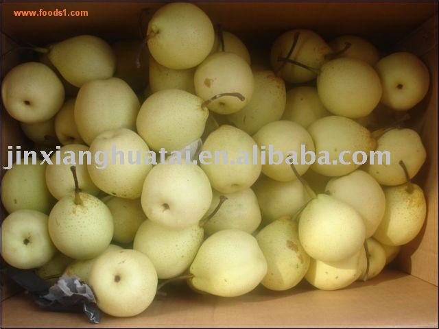  hebei  fresh ya  pear 