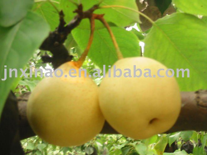 2010chinese fresh golden yellow sweet pear