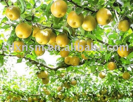  Dangshan   Pear 