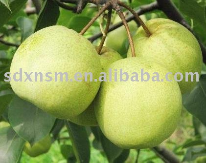 Dangshan Su Pear