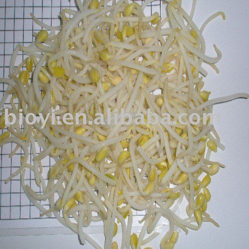 New crop  frozen   bean   sprout 
