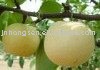 fresh  pears(fruit,shandong China)
