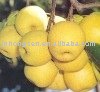 2010 new fruit pear----fresh