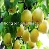 fresh pear----fruit