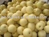 new fruit ---fresh pear
