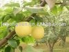 pear----fresh fruit
