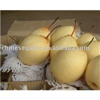 2010  New   Ya   pear (80#,96#)