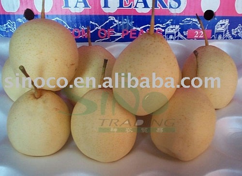  new   crop  ya  pear 
