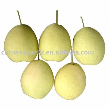 New Ya pear(2010 crop)