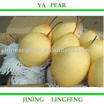 New Fresh Ya Pear