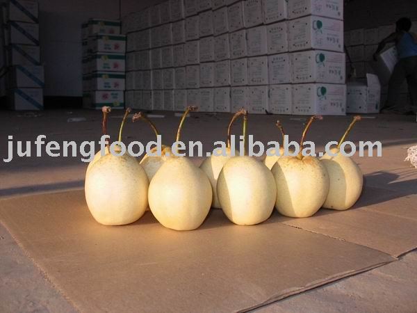 Fresh  chinese   pear 
