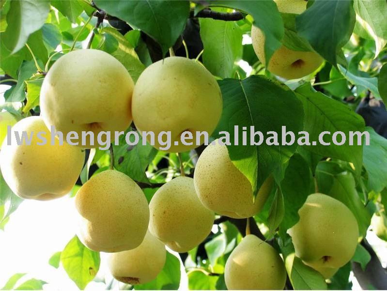 golden pear,fresh gloden pear