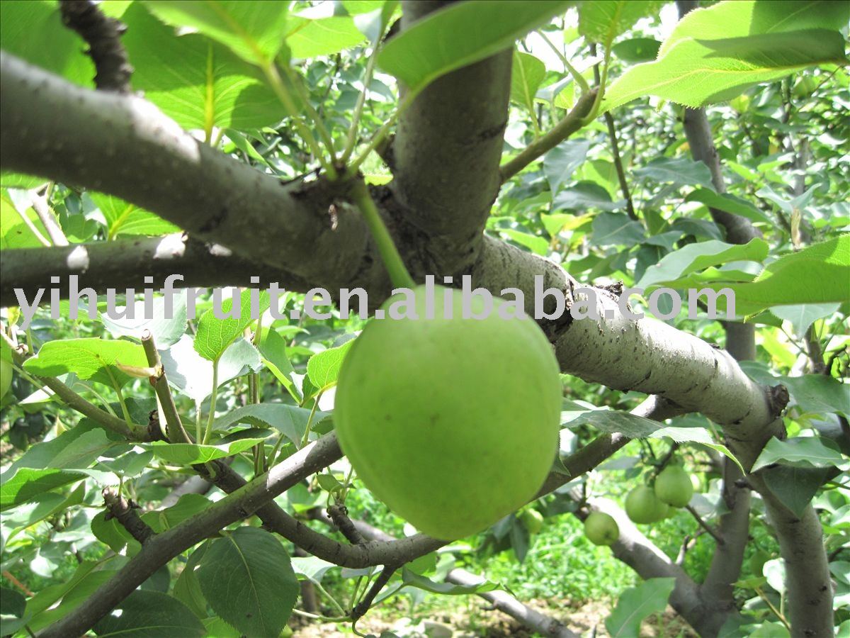 Shaanxi early pear