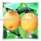 fresh  chinese   pear 