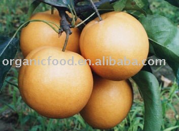 chinese golden pear