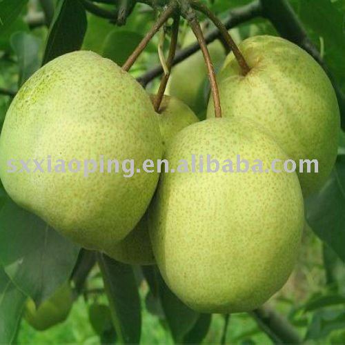 fresh early su pear