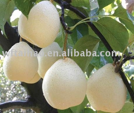 Chinese new crop Ya Pear